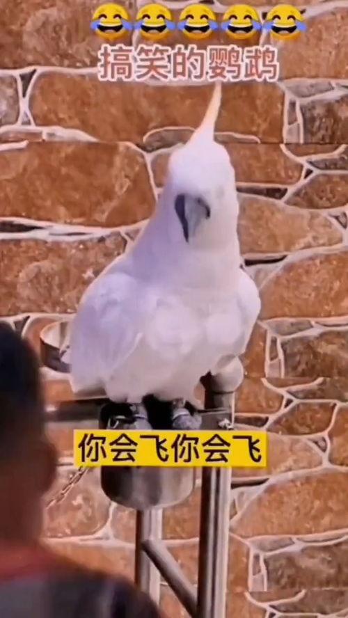 开心搞笑视频热点爆料,笑料百出！最新开心搞笑视频热点盘点